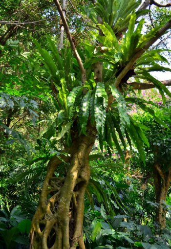 热带雨林猪笼榕树树上开花景观图片