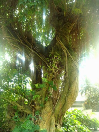 热带植物垂叶榕图片