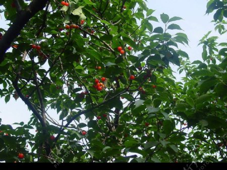 青岛樱桃节图片