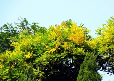 深秋黄叶树图片