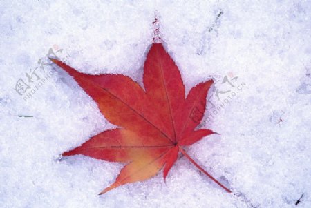 雪地里的红叶图片