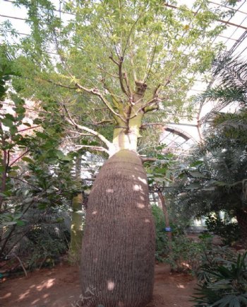 热带植物佛肚树图片