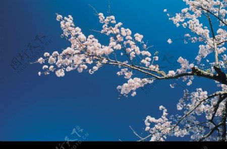 樱花樱树图片