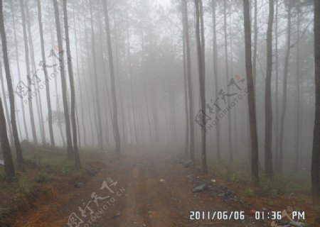 有雾的森林图片
