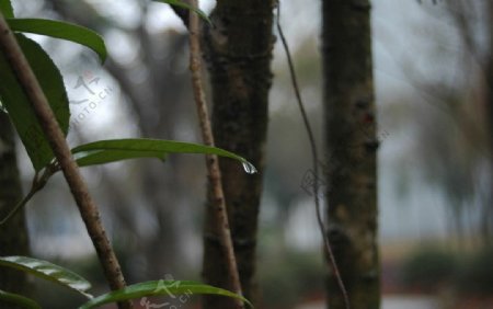 绿叶中的春雨图片