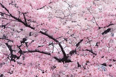 高清樱花树图片