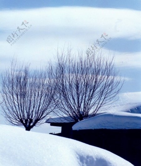 雪景树枝图片