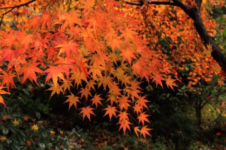 杭州九溪十八涧秋景图片
