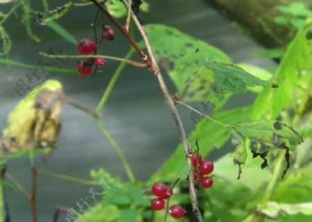 长白山风光图片