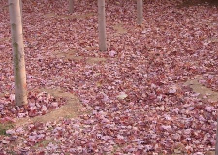 秋红枫树叶落满地图片