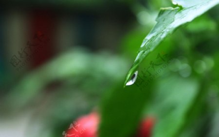 雨后水珠图片