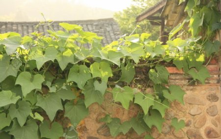 瓜藤藤蔓植物图片植物摄影图片植物照片