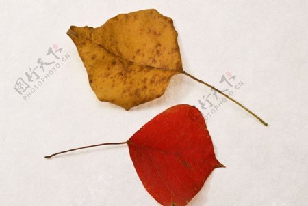 红色的叶子图片