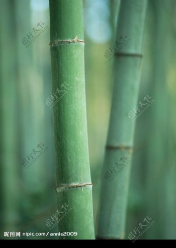 翠绿竹子图片