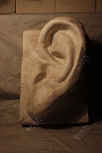 耳朵图片