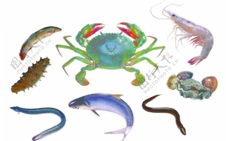 鱼虾螃蟹淡水产品图片