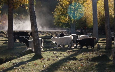 阳光下的羊群图片