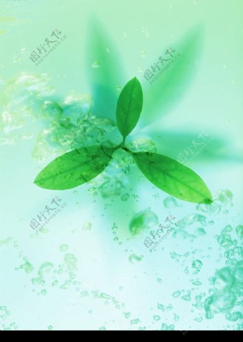 绿色绿叶水滴水波波纹水纹图片