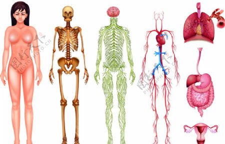 人体解剖图片