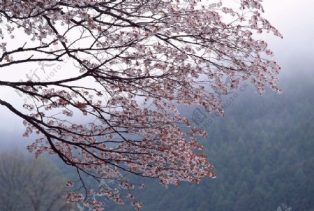 富士山樱花篇图片