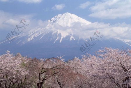 富士山樱花篇图片