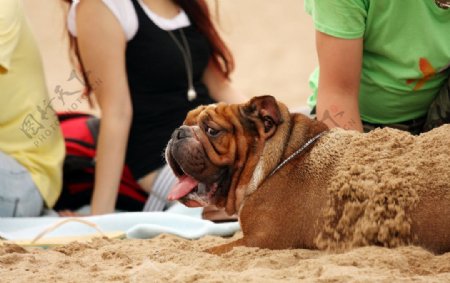 沙滩沙皮狗图片