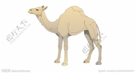 野骆驼矢量图图片