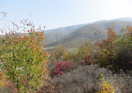 三皇寨的秋天图片