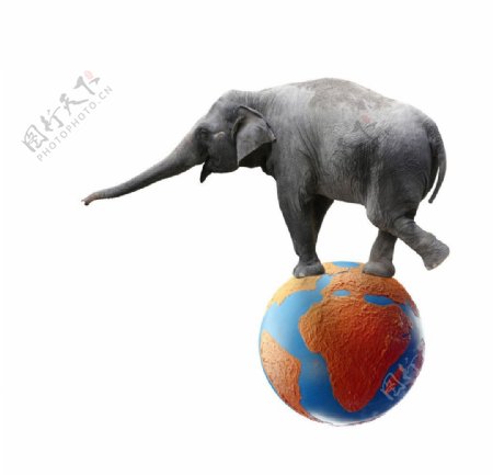 走地球皮球的大象图片