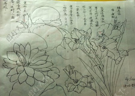手绘花朵图片