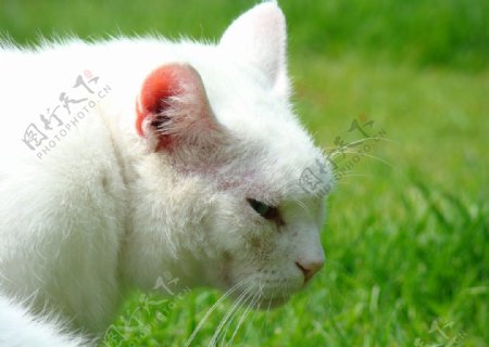 绿色草地上的白猫图片