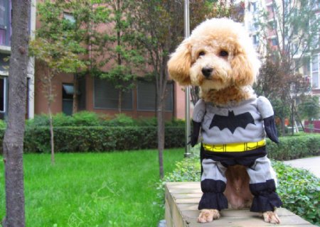 宠物狗超人蝙蝠侠变身图片