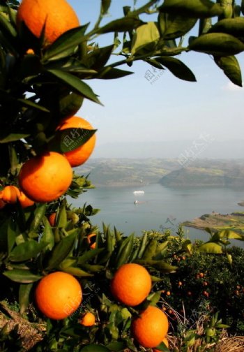 柑橘三峡图片