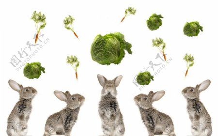 兔子看着空中的白菜萝卜图片