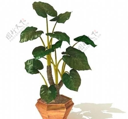 3D高精度室内植物花草图片