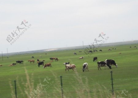 草原草原牛羊图片