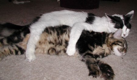 两只睡觉的猫眯图片
