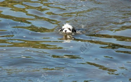 游泳的小狗图片