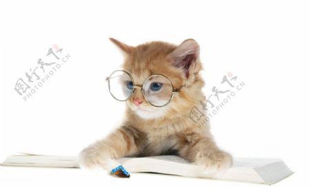 戴眼镜的可爱小猫图片