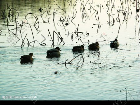 冬日荷塘野鸭图片