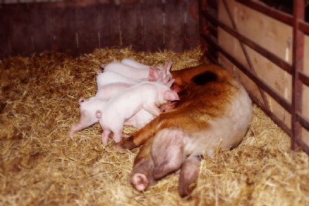母猪猪崽图片