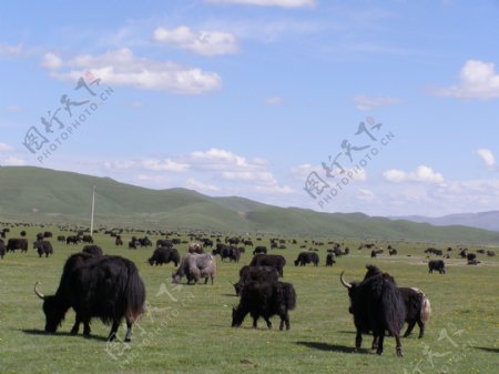 高原牦牛图片