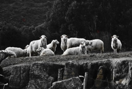 一群羊图片