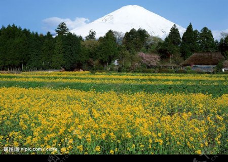 日本富士山下油菜花图片