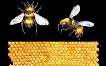 手绘蜜蜂图片