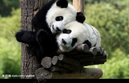 一双可爱的熊猫宝宝图片