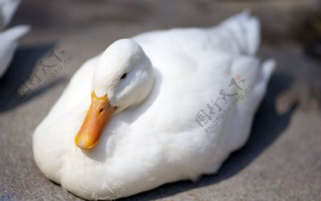 鸭子的休息图片