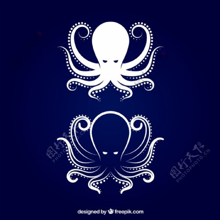 海洋动物章鱼八爪鱼图片