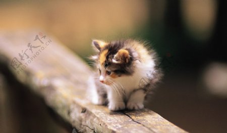 可爱小猫图片