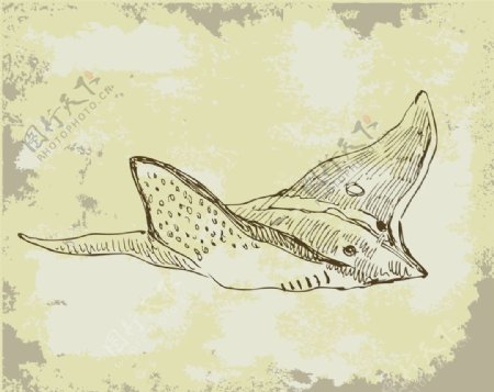 海洋系手绘图案之鱼图片